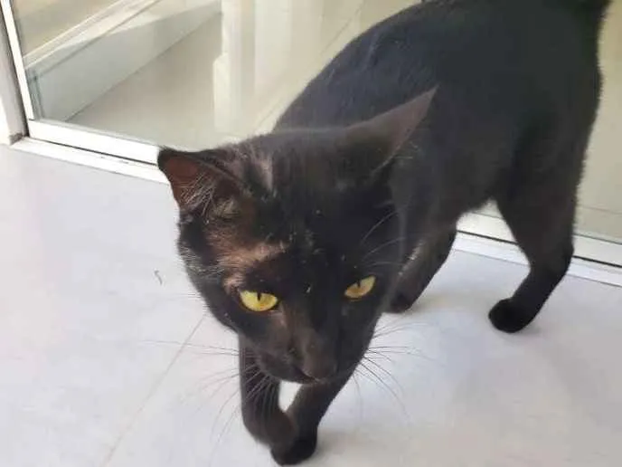 Gato ra a SRD idade 1 ano nome THOTH