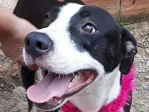 Cachorro raça Pitbull idade  nome Luna e Zeus