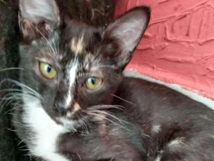 Gato raça Srd idade 2 a 6 meses nome Luiza
