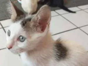 Gato raça Srd idade 2 a 6 meses nome Monica