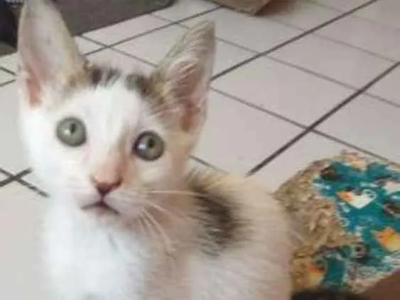 Gato raça Srd idade 2 a 6 meses nome Monica
