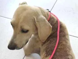 Cachorro raça SRD idade 2 anos nome Luma