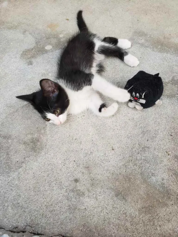 Gato ra a SRD idade 2 a 6 meses nome GATINHOS 