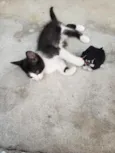 GATINHOS