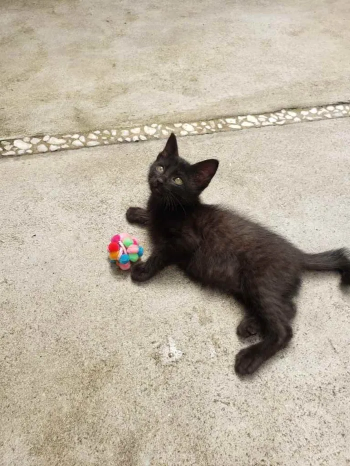 Gato ra a SRD idade 2 a 6 meses nome GATINHOS 