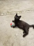 GATINHOS
