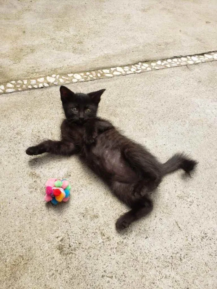 Gato ra a SRD idade 2 a 6 meses nome GATINHOS 