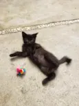 GATINHOS