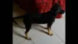 Cacau.