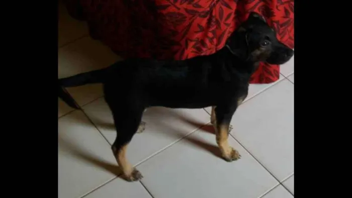 Cachorro raça Comum idade 2 a 6 meses nome Cacau.