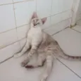Lilica