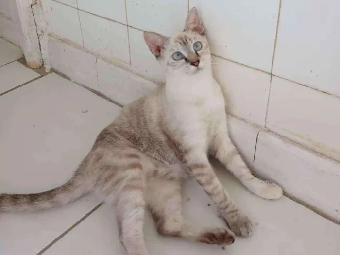 Gato ra a Srd idade 2 a 6 meses nome Lilica