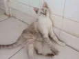 Lilica