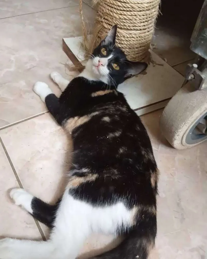 Gato ra a Srd idade 2 a 6 meses nome Miusha