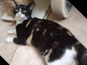 Gato raça Srd idade 2 a 6 meses nome Miusha