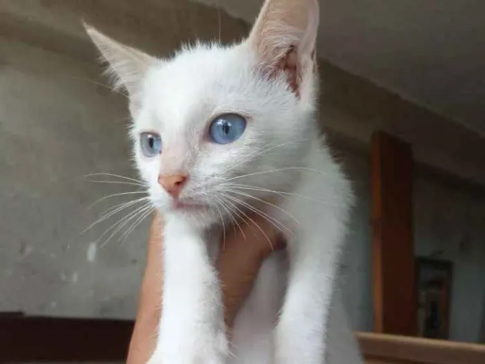 Gato ra a Srd idade 2 a 6 meses nome Pimenta