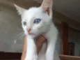 Pimenta