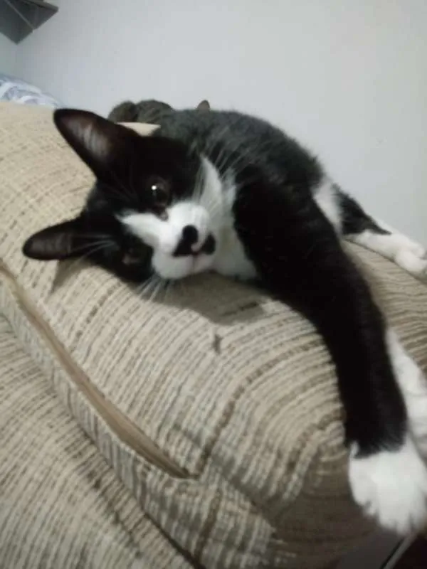 Gato ra a SDR idade 2 a 6 meses nome Jujuba