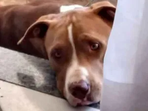 Cachorro raça Pitbull idade 2 anos nome Ozzy