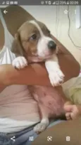 Chico