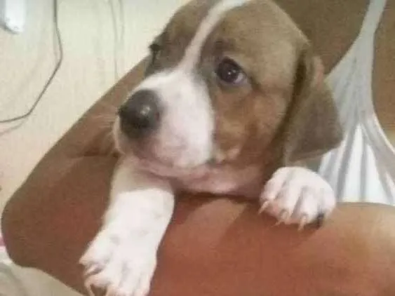 Cachorro ra a Srd idade Abaixo de 2 meses nome Chico