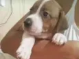 Chico