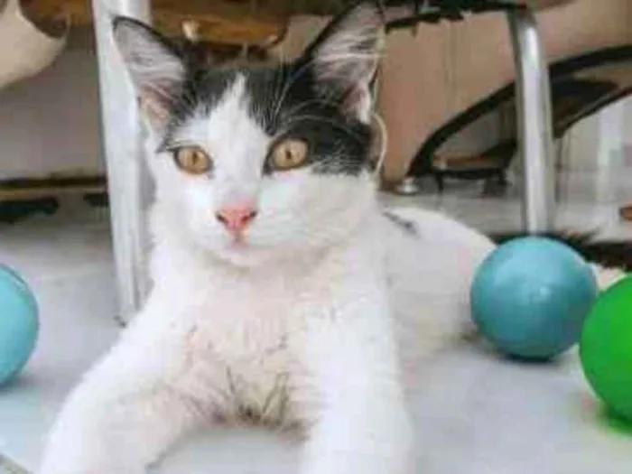 Gato ra a Srd idade 2 a 6 meses nome Kevin