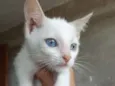 Pimenta