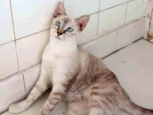 Gato raça Srd idade 2 a 6 meses nome Lilica