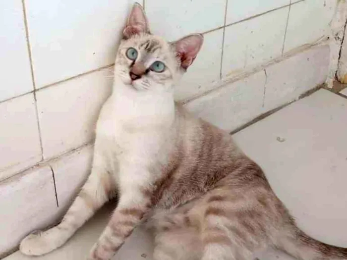 Gato ra a Srd idade 2 a 6 meses nome Lilica