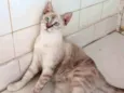 Lilica