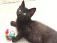 GATINHOS