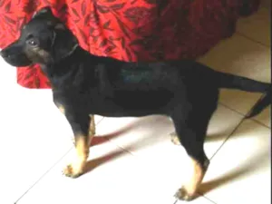 Cachorro raça Comum idade 2 a 6 meses nome Cacau.
