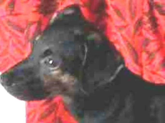 Cachorro raça Comum idade 2 a 6 meses nome Cacau.