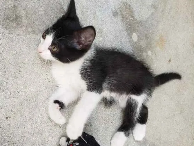 Gato ra a SRD idade 2 a 6 meses nome GATINHOS 