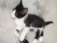 GATINHOS