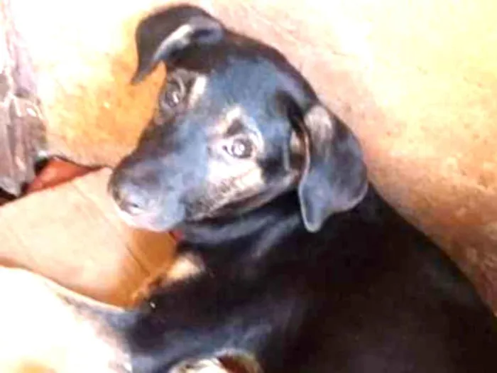 Cachorro raça Comum idade 2 a 6 meses nome Cacau/ scott.