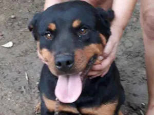 Cachorro raça Rottweiler idade 3 anos nome Susi e sandy