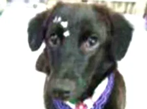 Cachorro raça srd idade 2 a 6 meses nome Duda