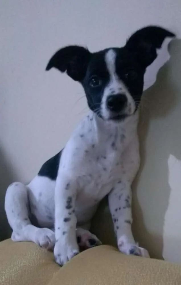 Cachorro ra a Vira lata idade 2 a 6 meses nome Laia
