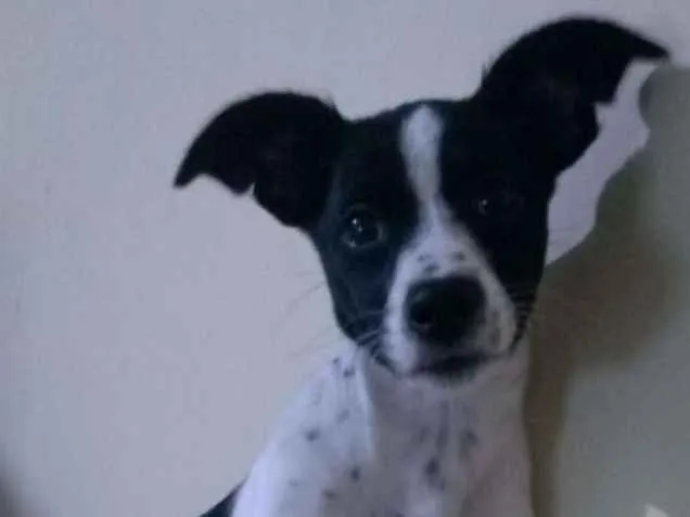 Cachorro ra a Vira lata idade 2 a 6 meses nome Laia