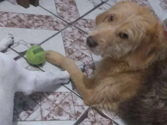 Cachorro ra a SRD idade 7 a 11 meses nome Spike