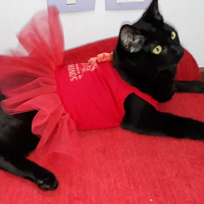 Gato ra a Srd idade 2 a 6 meses nome Abby