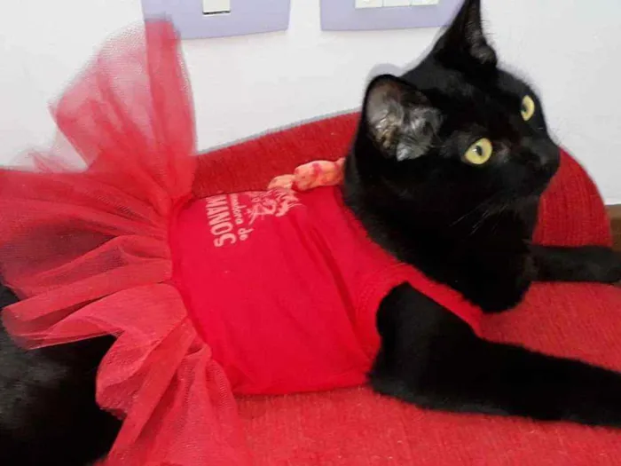 Gato ra a Srd idade 2 a 6 meses nome Abby