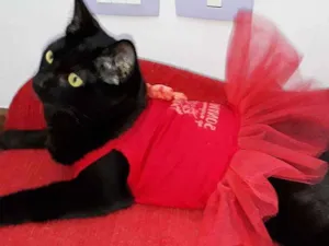 Gato raça Srd idade 2 a 6 meses nome Abby