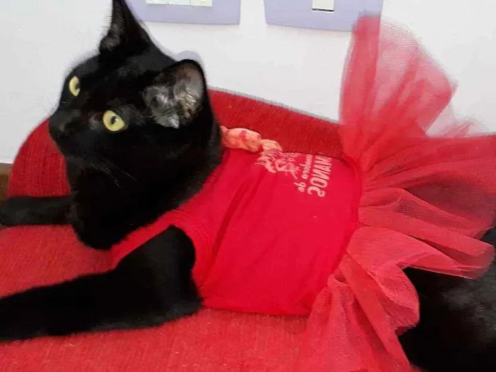 Gato ra a Srd idade 2 a 6 meses nome Abby
