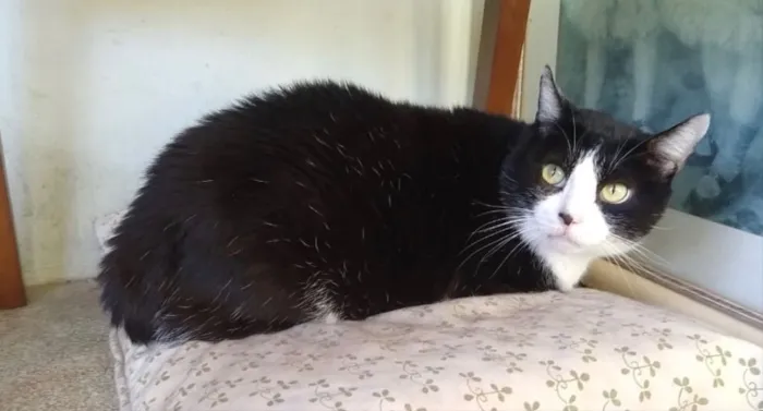 Gato ra a SRD idade 3 anos nome Romeu 