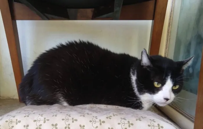 Gato ra a SRD idade 3 anos nome Romeu 