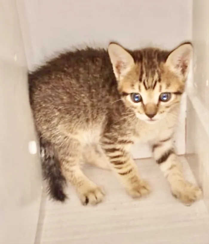 Gato ra a Mestiço  idade 2 a 6 meses nome Pingo 