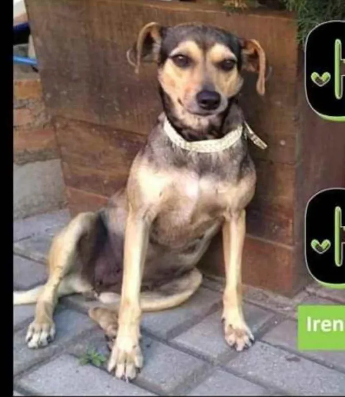Cachorro ra a Srd idade 3 anos nome Chu chu
